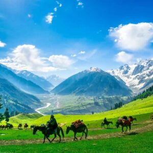 enjoy lush green beauty of gulmurg